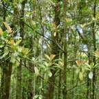 Labourdonnaisia calophylloides. petit natte .sapotaceae. endémique Réunion Maurice . au premier plan ..jpeg