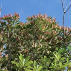 Labourdonnaisia calophylloides. petit natte .sapotaceae. endémique Réunion Maurice . et en bas -Antirhea borbonica  Bois  d’osto rubiaceae.endémique Réunion Maurice Madagascar.jpeg