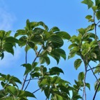 Mussaenda landia.lingue en arbre.quinquina pays.rubiaceae.endémique Réunion Maurice..jpeg