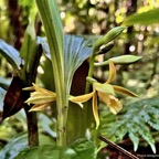 Phaius tetragonus (Thouars )orchidaceae.endémique Réunion Maurice. (1).jpeg