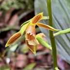 Phaius tetragonus (Thouars )orchidaceae.endémique Réunion Maurice..jpeg