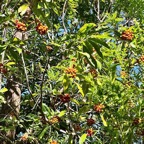 Pittosporum senacia subsp senacia.bois de joli coeur des bas.pittosporaceae.endémique Réunion Maurice. (1).jpeg