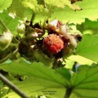Rubus alceifolius. raisin  marron .rosaceae.exotique  envahissante.jpeg