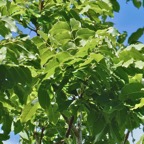 Swietenia mahagony. mahogany . (feuilles composées paripennées ).meliaceae.cultivé à la Réunion..jpeg
