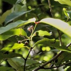 Syzygium borbonicum.bois de pomme blanc.( avec boutons floraux ) myrtaceae.endémique Réunion..jpeg