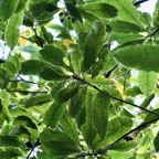 Syzygium borbonicum.bois de pomme blanc.myrtaceae.endémique Réunion..jpeg