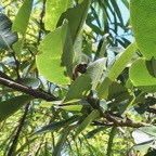 Xylopia richardii Boivin ex Baill.bois de banane.annonaceae.endémique Réunion Maurice. (2).jpeg