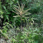 Zanthoxylum heterophyllum.bois de poivre.poivrier des hauts. ( jeune individu ) rutaceae.endémique Réunion.Maurice.Rodrigues..jpeg