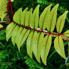 Zanthoxylum heterophyllum.bois de poivre.poivrier des hauts.( feuilles composée face supérieure )rutaceae.endémique Réunion.Maurice.Rodrigues..jpeg