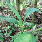 5. Phaius tetragonus -Ø -Orchidaceae.jpeg
