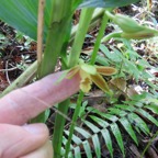 6. Phaius tetragonus - -Orchidaceae.jpeg
