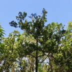 9. Xylopia richardii - Bois de banane - Annonacée - B.jpeg