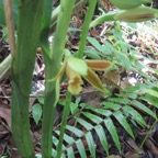 14. Phaius tetragonus - -Orchidaceae.jpeg
