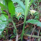 16. Phaius tetragonus - -Orchidaceae.jpeg