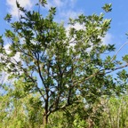 27. Molinaea alternifolia - Tan Georges - SAPINDACEAE - endémique de La Réunion et de Maurice.jpeg