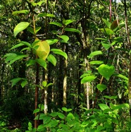 4- Ficus mauritiana-détail.jpg