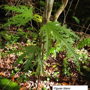 14- Ficus lateriflora juvénile (2).jpg