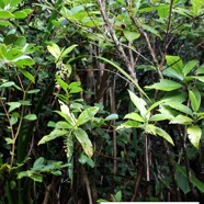 17- Bertiera borbonica- Bois de raisin - Rubiaceae- B.jpg