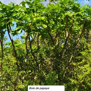 26- Bois de papaye (2).jpg