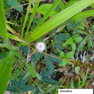 45- Mimosa pudica (2).jpg