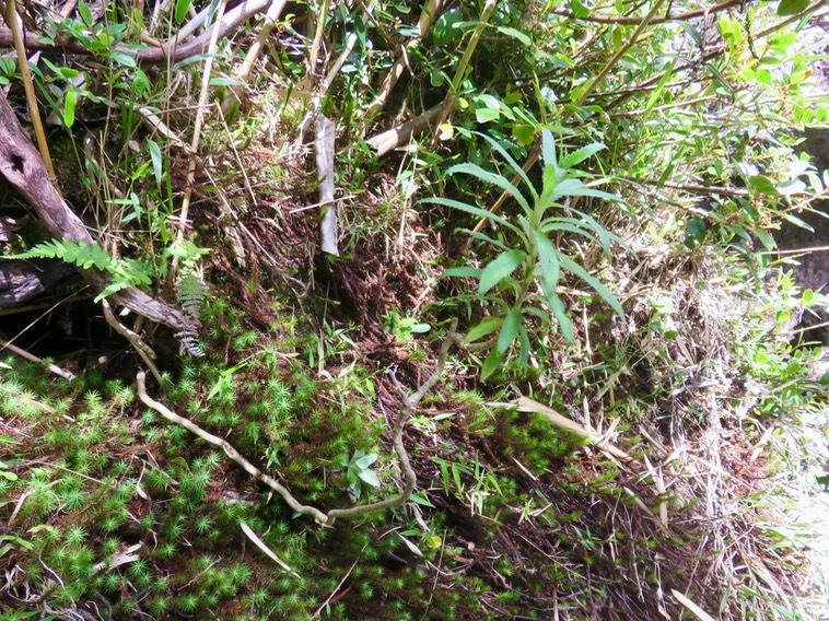 1. Heterochaenia ensifolia - Ø - Campanulaceae - endémique de La Réunion  IMG_3395.JPG