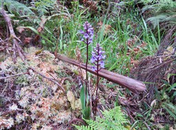 13. Cynorkis squamosa (Poir.) Lindl. - Ø - Orchidaceae - Endémique Réunion et île Maurice  IMG_3418.JPG