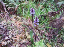 14. Cynorkis squamosa (Poir.) Lindl. - Ø - Orchidaceae - Endémique Réunion et île Maurice  IMG_3420.JPG