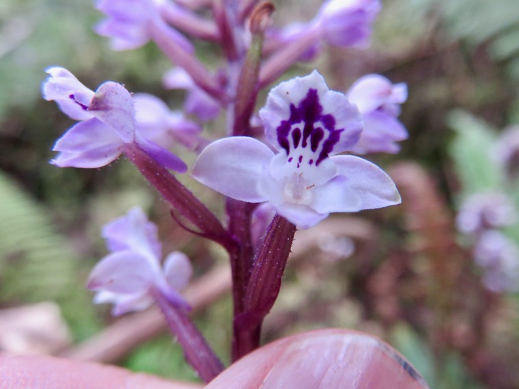 15. Fleur Cynorkis squamosa (Poir.) Lindl. - Ø - Orchidaceae - Endémique Réunion et île Maurice  IMG_3423.JPG