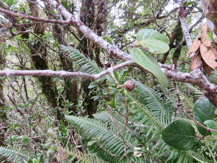 16. Fruit Monimia rotundifolia - Mapou - Monimiaceae   IMG_3425.JPG