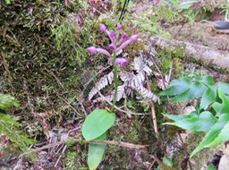 17. Arnottia inermis Orchidaceae Indigène La Réunion IMG_3427.JPG