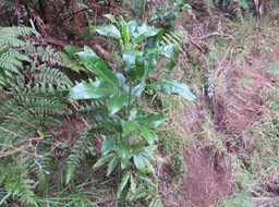 19. Melicope obtusifolia  - Catafaille patte poule ou Grand Catafaille - Rutacée - Endémique Réunion Maurice