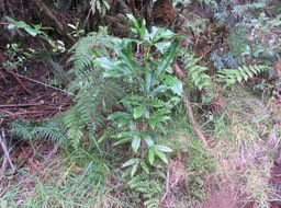 20. Melicope obtusifolia  - Catafaille patte poule ou Grand Catafaille - Rutacée - Endémique Réunion Maurice IMG_3432.JPG