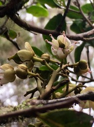 Fleur Molinaea alternifolia - Tan Georges - SAPINDACEAE - endémique de La Réunion et de Maurice