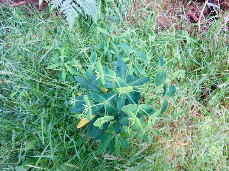 3. Euphorbia borbonica - - Euphorbiaceae -  endémique Réunion  IMG_3399.JPG
