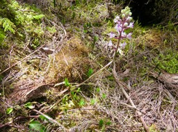 4. Cynorkis ridleyi - Ø - Orchidaceae - indigène Réunion IMG_3401.JPG