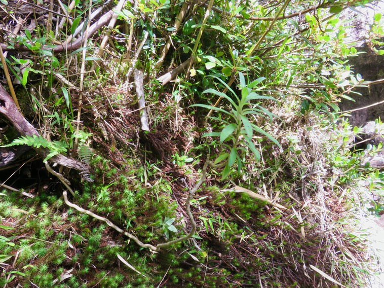 5. Heterochaenia ensifolia - Ø - Campanulaceae - endémique de La Réunion