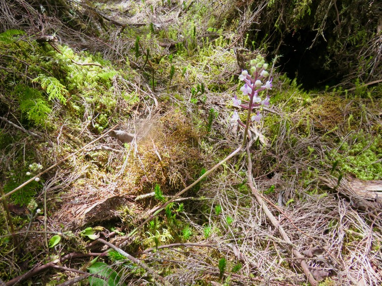 6. Cynorkis ridleyi - Ø - Orchidaceae - indigène Réunion