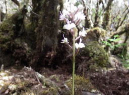 7. Cynorkis ridleyi - Ø - Orchidaceae - indigène RéunionIMG_3407.JPG