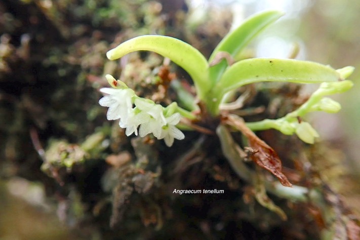 Angraecum tenellum Orchidaceae Indig ène La Réunion   Madagascar 035