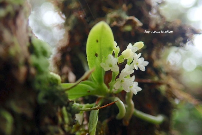Angraecum tenellum Orchidaceae Indige?n e La Réunion,        Madagascar 033