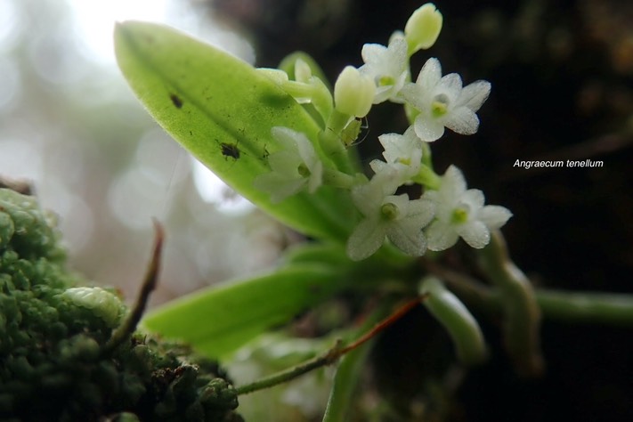  Angraecum tenellum Orchidaceae Indi gène La Réunion, Madagascar JPG
