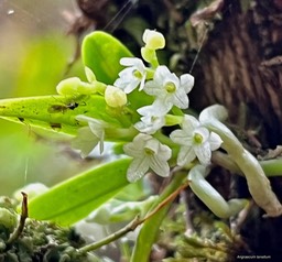 Angraecum tenellum.orchidaceae. (1)