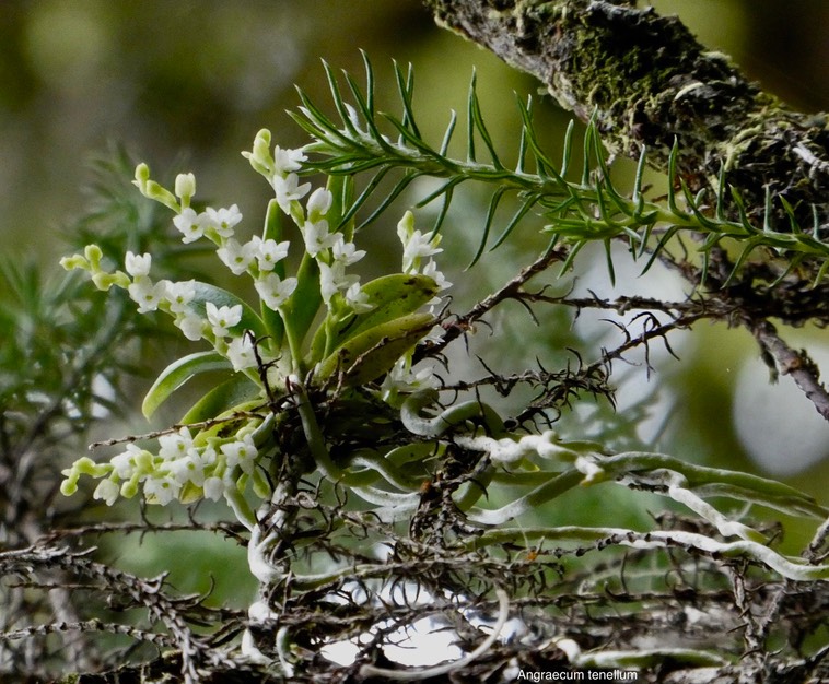 Angraecum tenellum.orchidaceae.