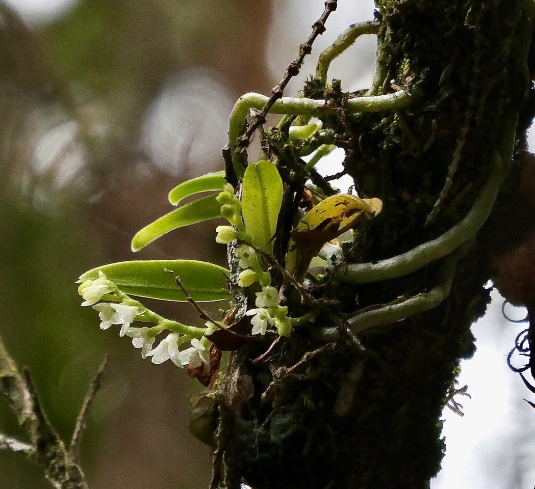 Angraecum tenellum.orchidaceae. (2)