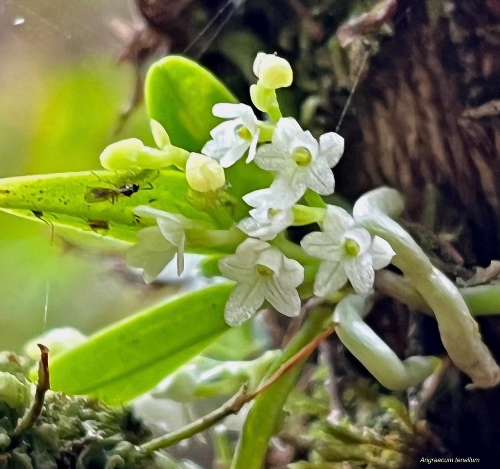 Angraecum tenellum.orchidaceae. (1)