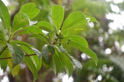 Anthirea borbonica Bois d'osto Rubiacaea Endémique La Réunion, Maurice,   Madagascar 6220