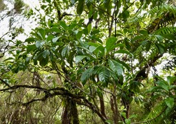 Antirhea borbonica. bois d'osto.rubiaceae.endémique Réunion.Maurice.Madagascar.