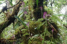 Arnottia inermis Orchidaceae Indigène La Réunion 055
