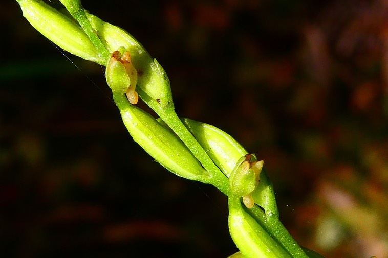 Benthamia sp. ( détail de la hampe florale )orchidaceae.P1037891