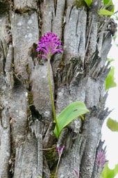 Cynorkis inermis .Arnottia mauritiana.orchidaceae.endémique Réunion Maurice.